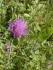 Rhaponticum uniflorum Rhaponticum uniflorum